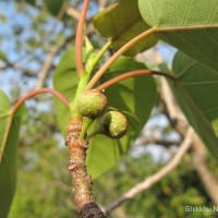 Ficus arnottiana (Miq.) Miq.